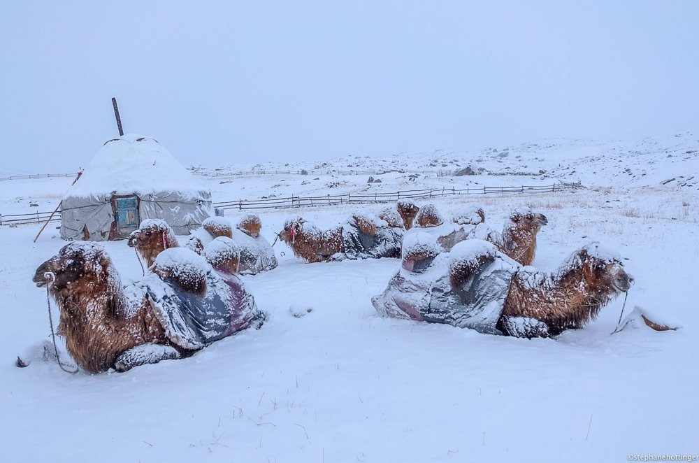 neige chameau mongolie